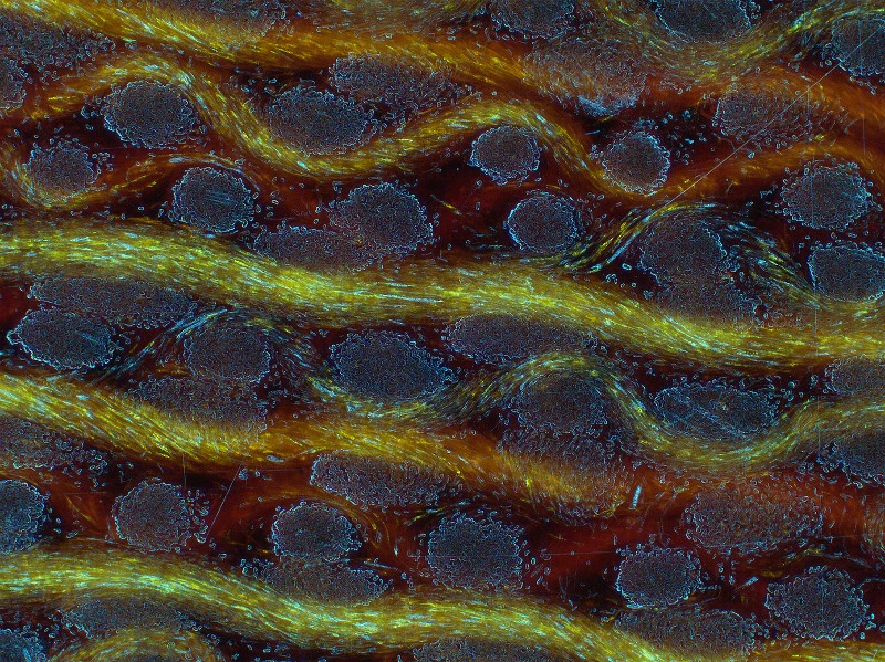 Tecnicas de contraste microscopio zeiss observer